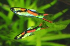 Endler Guppy Assorted Pair (M+F) 2cm