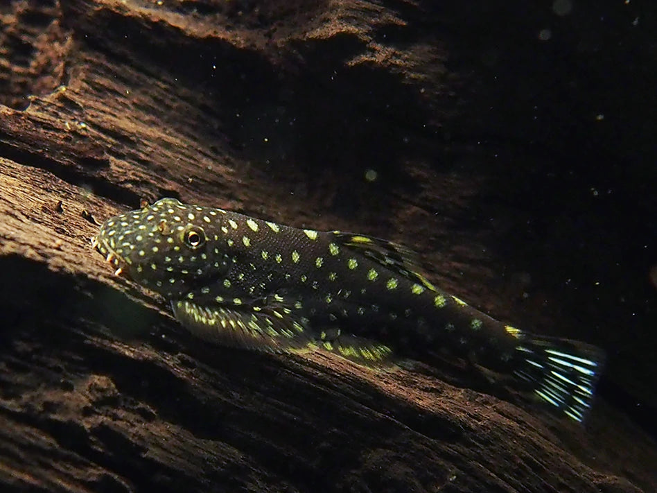Sucker Loach 3-4cm