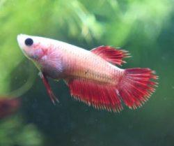 Female HMPK Betta Assorted 6CM