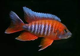 Firebird Peacock Cichlid