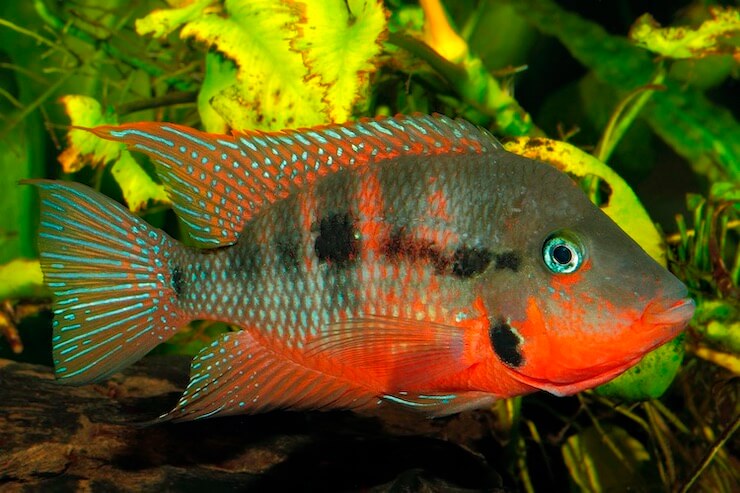 Firemouth Cichlid 5cm