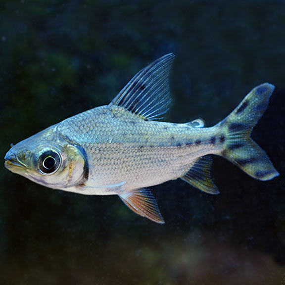 XL Yellow Fin Flagtail Prochilodus
