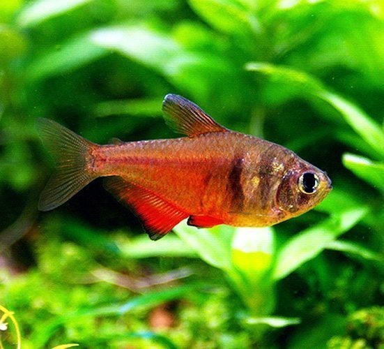Red Flame Tetra