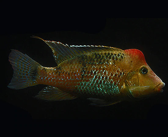 Geophagus Red Hump 4.5cm