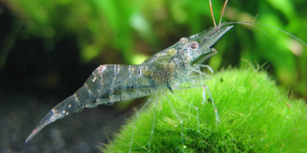 Freshwater Glass Shrimp