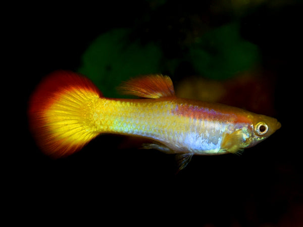 Sunset Guppy Male