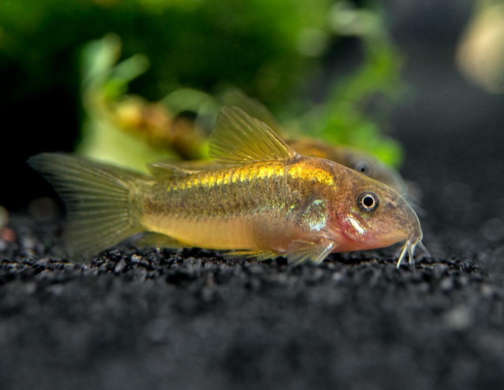 Corydoras Gold Laser