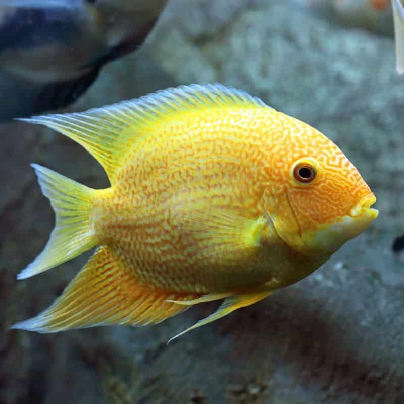 10cm Rotkeil Severum