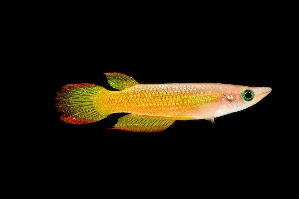 Panchax Gold