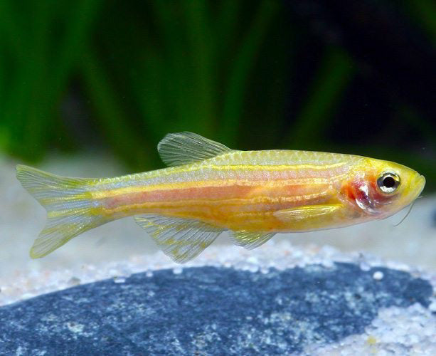 Gold Zebra Danio 4 Cm
