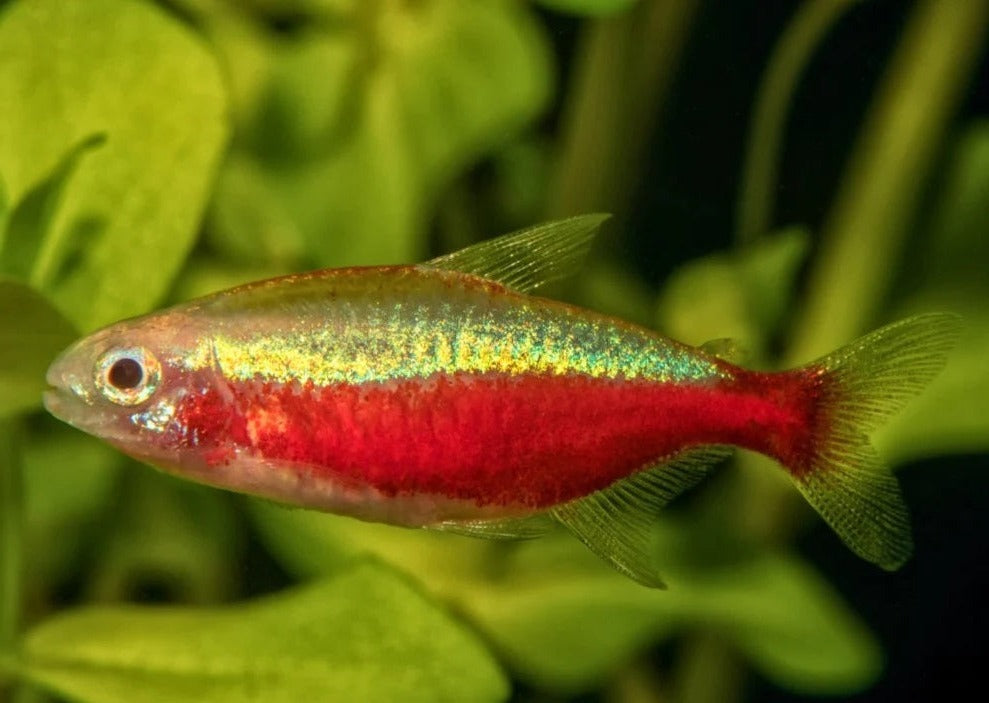 Gold Cardinal Tetra