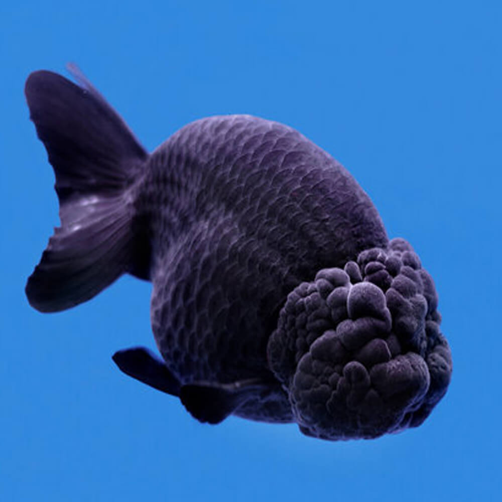 A GRADE Black Blue Kirin Ranchu 10cm