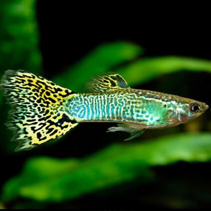 Cobra Guppy Male