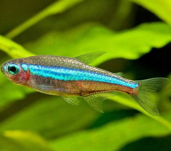 Green Neon Tetra 1.5cm
