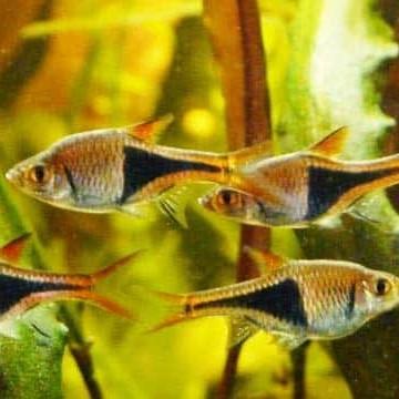 Harlequin Rasbora 3.0+ Cm