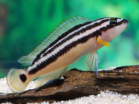 Julidochromis Ornatus 4 Cm