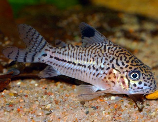 Corydoras Julii 4cm