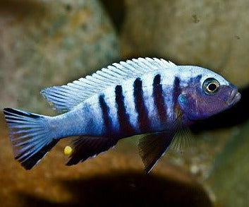 Kingsizei Cichlid Metriaclima Pulpican