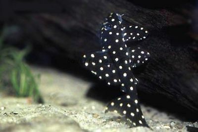 L201 Orinoco Angel Snowball Pleco 4cm