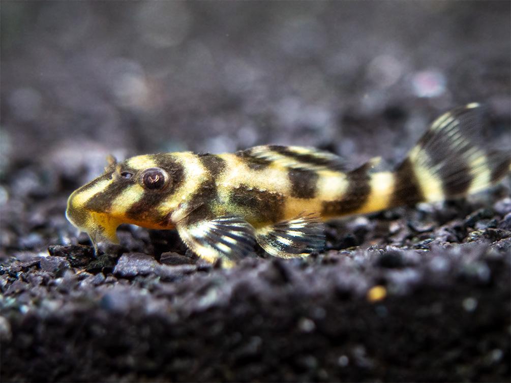 L270 Chocolate Zebra Pleco