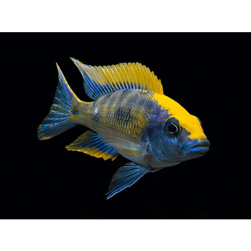 Sulphur Crest Peacock Cichlid