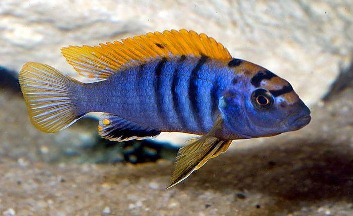 Labedochromis
