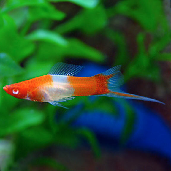 Red Koi Marble Swordtail