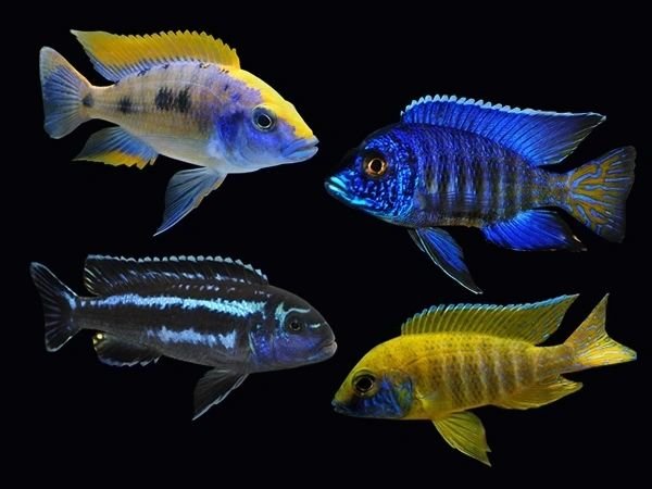 Assorted Peacock Cichlid