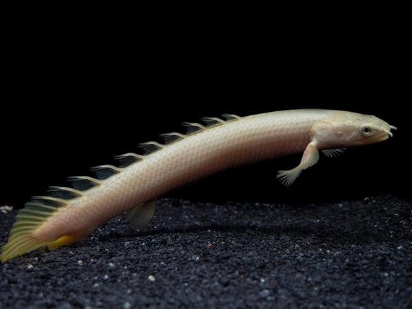 Senegal Bichir 12cm