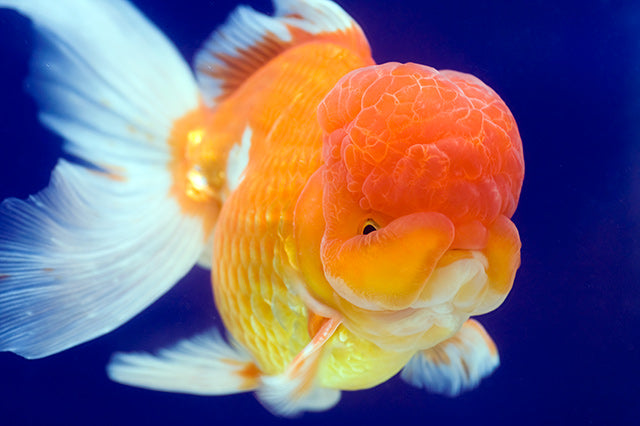 Lionhead Oranda 15cm