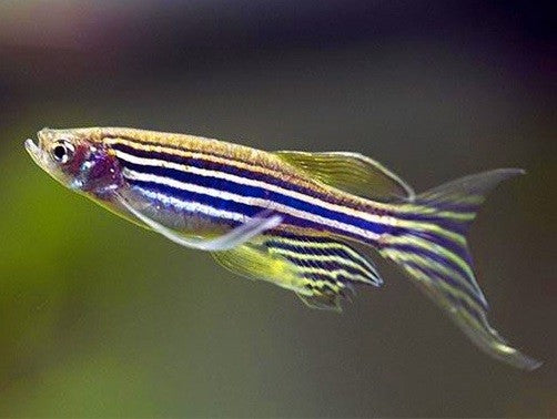 Longfin Zebra Danio