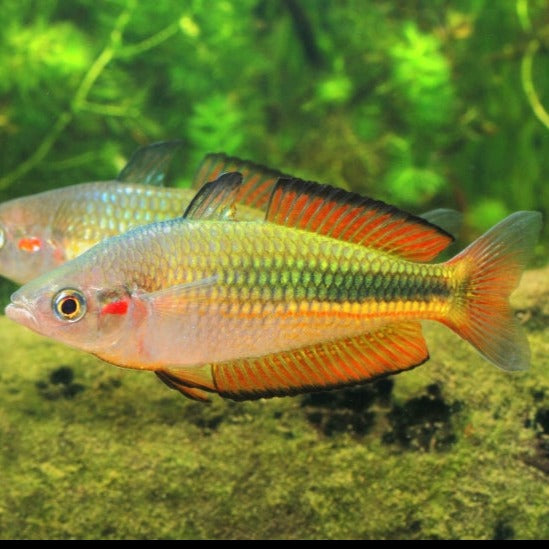Crimson Rainbow