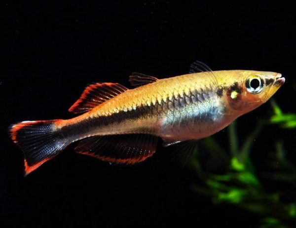 Madagascan Rainbow