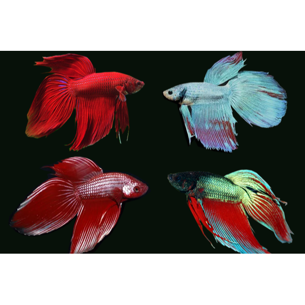 Male Betta Veiltail