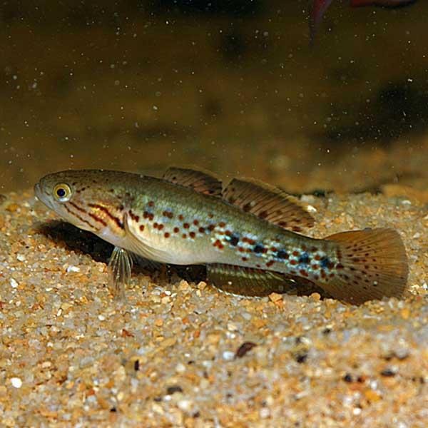 Purple Spotted Gudgeon Large