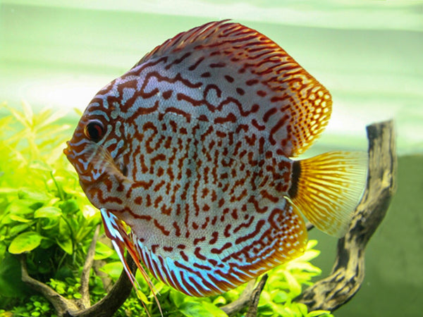 Ruby Mosaic Leopard Discus LARGE 10CM