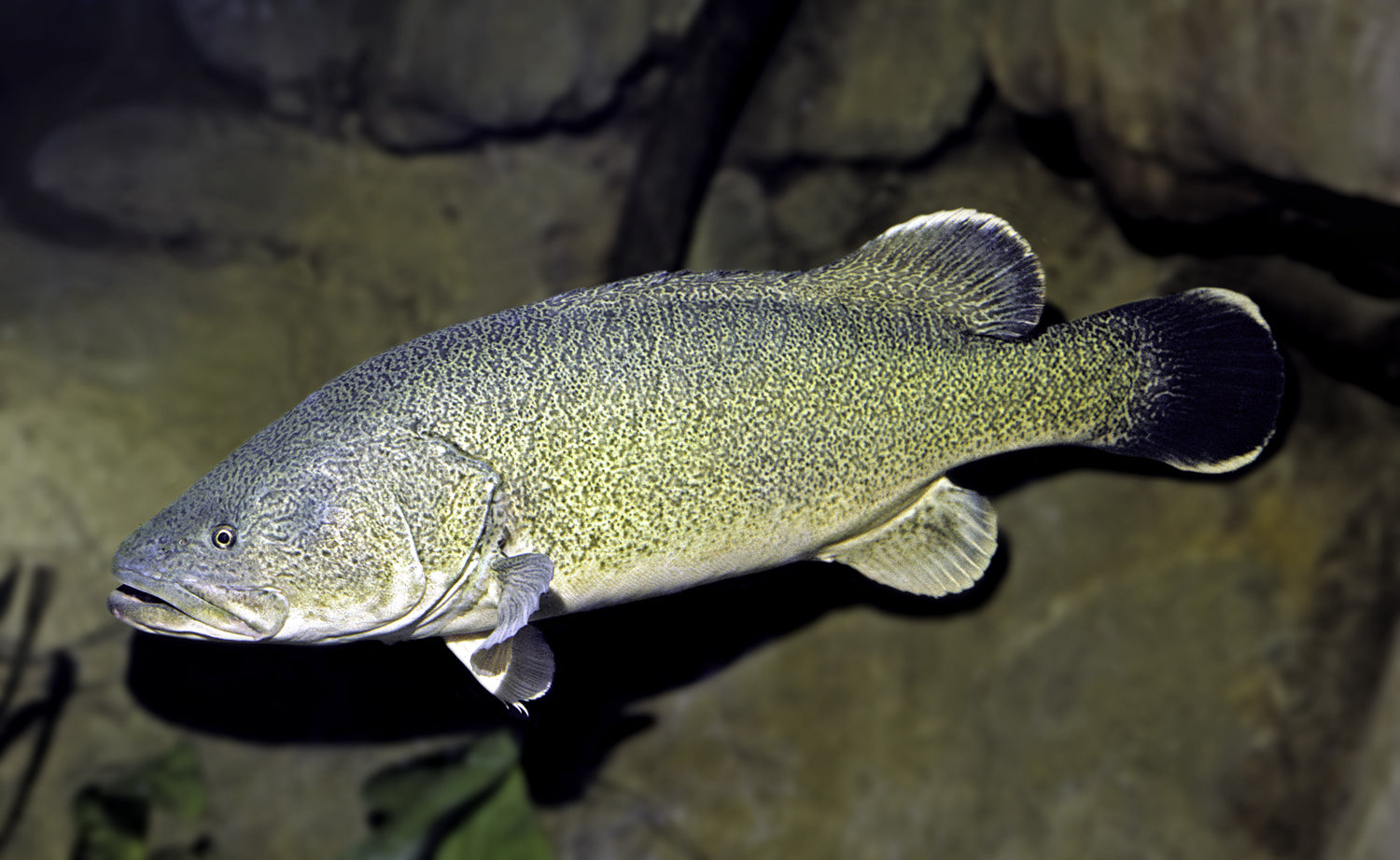 Murray Cod 7cm