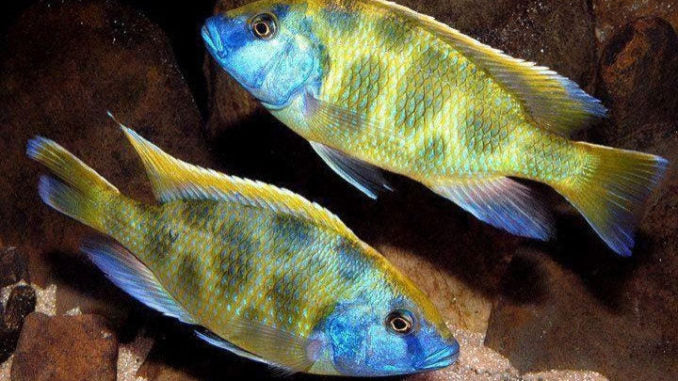 Nimbochromis Venustus Giraffe Cichlid