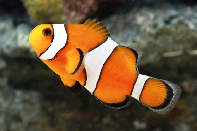Ocellaris Clownfish Captive-Bred - Nature Aquariums