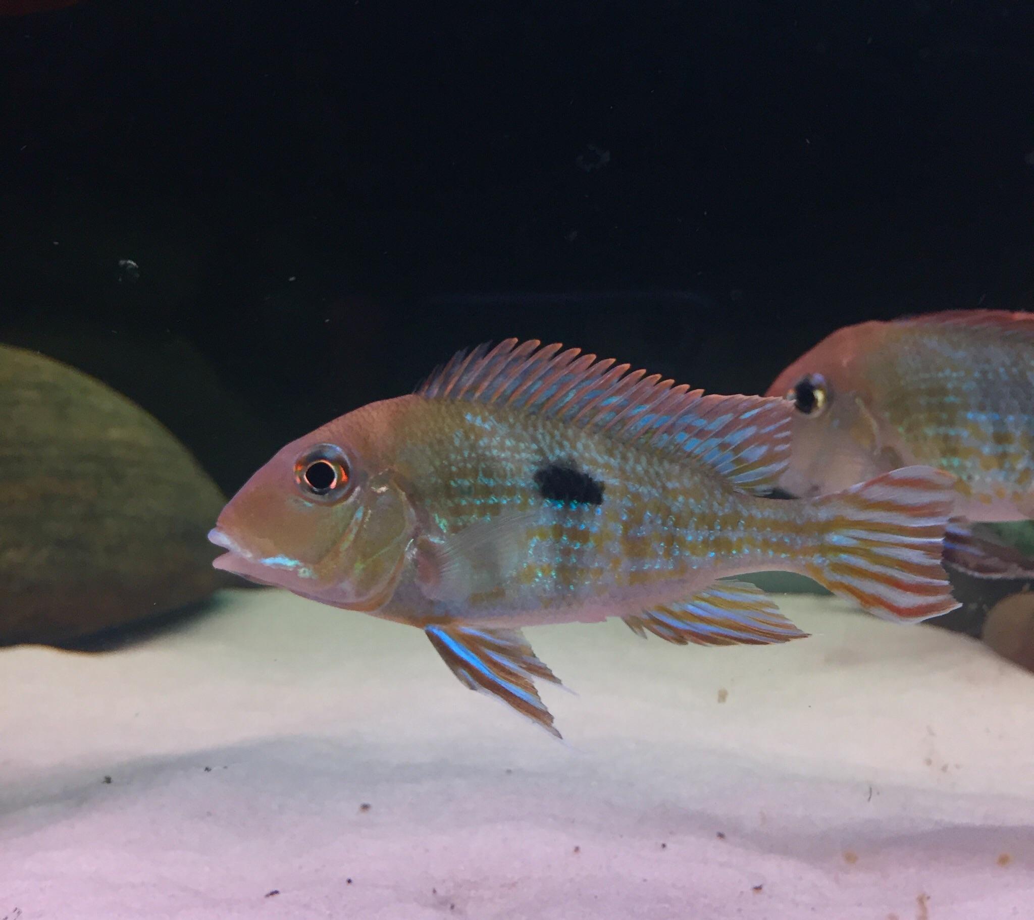 Geophagus Tapajo Orange Head 5cm