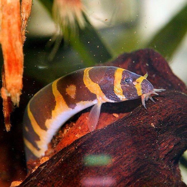 Kuhli Loach Striped 6.0-7.0 Cm