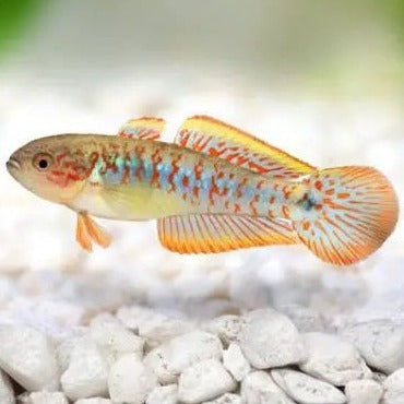 Peacock Gudgeon
