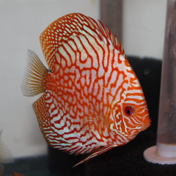 Spotted Pigeon Snakeskin Discus LARGE 10CM