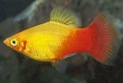 Sunset Platy