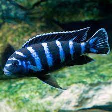 Pseudotropheus Demansoni