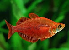 Red Rainbowfish Male