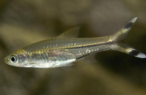 Black Scissortail Rasbora