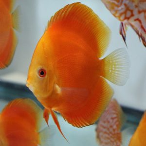 Golden Red Sunset Discus XL 12-15CM