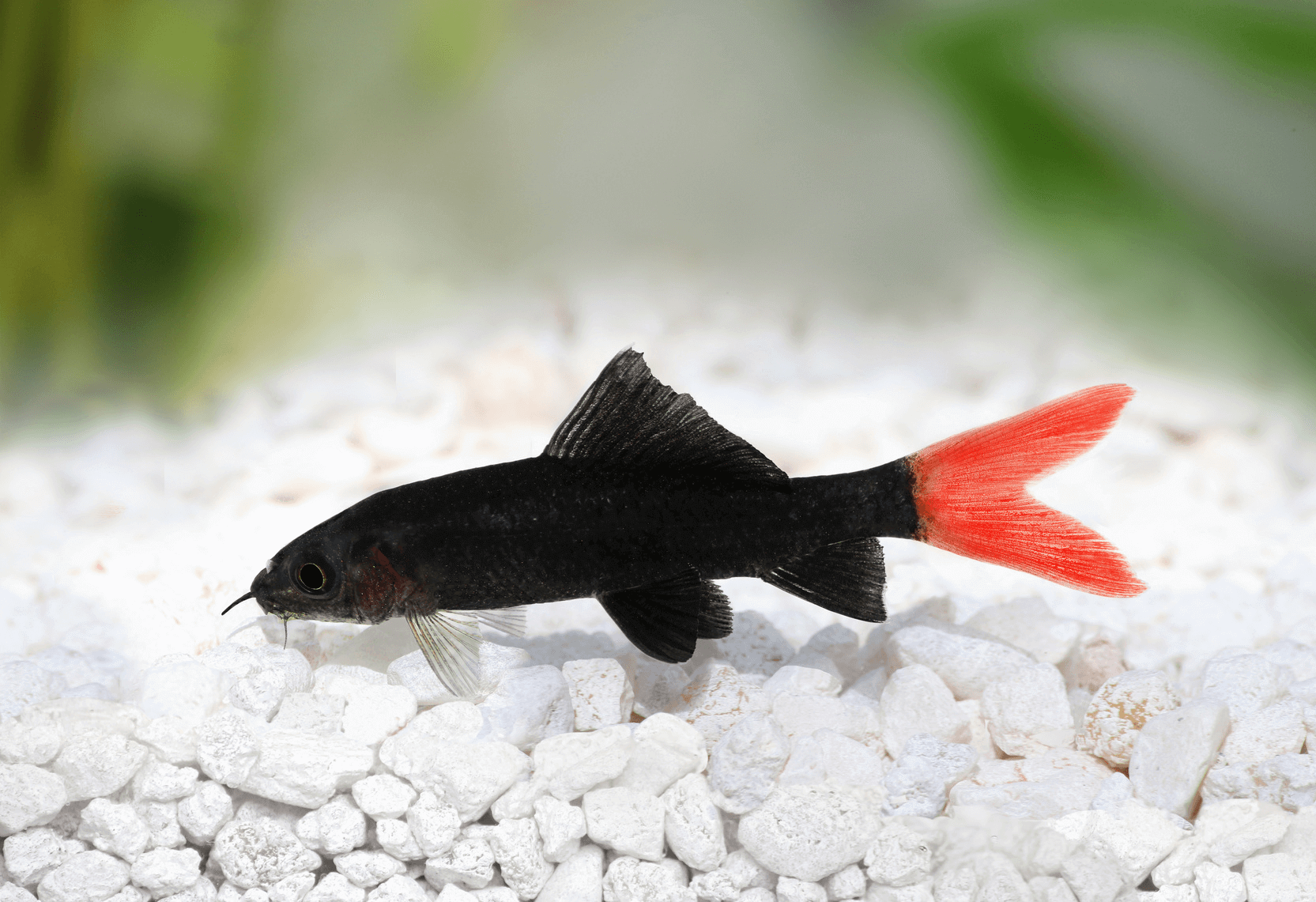 Redtail Shark 5 Cm