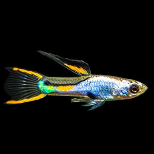 El Silverado Endler Pair